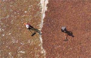 色差宝在油茶蜜桃在线视频APP中的应用
